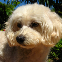 Photo de profil de Vanille