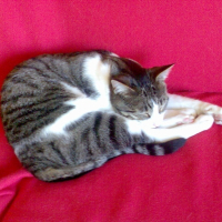 Photo de profil de Roméo