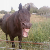 Photo de Black