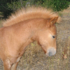 Photo de Poulain