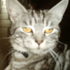 Photo de Gothik