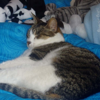 Photo de profil de Zazie