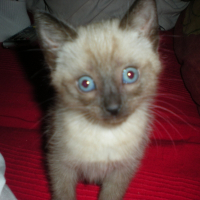 Photo de profil de Chuby