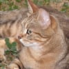 Photo de Neo