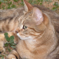 Photo de profil de Neo