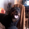 Photo de Prince