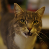 Photo de Goliath