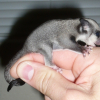 Photo de Callisto