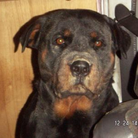 Photo de profil de Kors