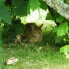 Photo de Caramel