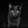 Photo de Decibelle