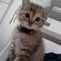 Photo de profil de Cookies