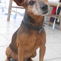 Photo de profil de Pato