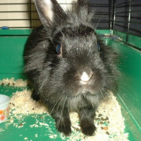 Photo de profil de Ham-ham