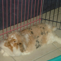 Photo de profil de Brimbelle