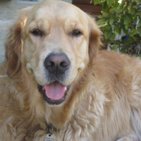 Photo de profil de Samba