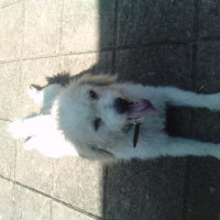Photo de profil de Kiyou