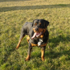 Photo de Cayzer, Rottweiler
