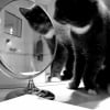 Photo de Pacha, Chartreux