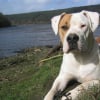 Photo de Arsen, Bulldog Anglais