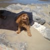 Photo de Jack, Caniche