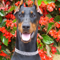 Photo de profil de Djersey