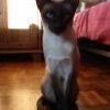 Photo de Bunnie