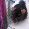 Photo de Yumi