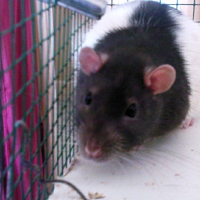Photo de profil de Yumi