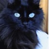 Photo de Perline