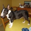 Photo de Lova, Bull Terrier
