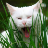 Photo de Kitty
