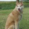 Photo de Brooklin princess des tresors de nirveau