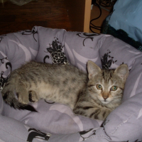 Photo de profil de Kira