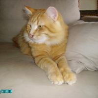 Photo de profil de Cartouche