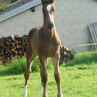 Photo de profil de Vuitton mirabel