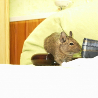 Photo de profil de Kiara