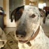 Photo de Athos
