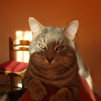 Photo de profil de Campbell 