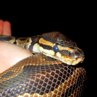 Photo de profil de Virus 