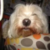 Photo de Nini