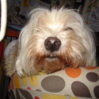 Photo de profil de Nini