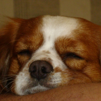 Photo de profil de Wesley