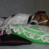 Photo de Xwalter, Jack Russell Terrier