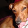 Photo de Biscuit