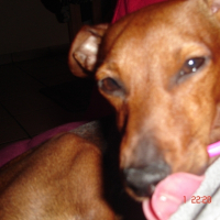 Photo de profil de Biscuit