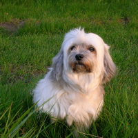 Photo de profil de Câline