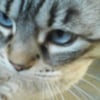 Photo de Chloé, British Shorthair
