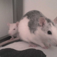 Photo de profil de Lina