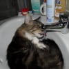Photo de Choukette